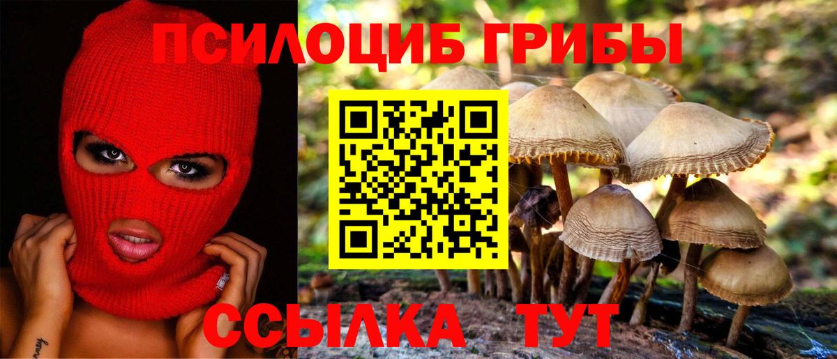 Псилоцибиновые грибы Cubensis Чернушка